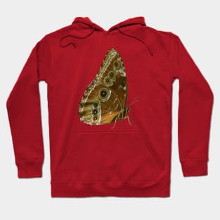 Beautiful Butterfly Wings of Meadow Brown Isolated Hoodie